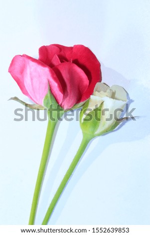 Two luxurious pink and white roses on a long stem isolated on white background.