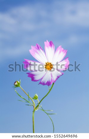 Beautiful view of pink and white cosmos flower at blue sky background
