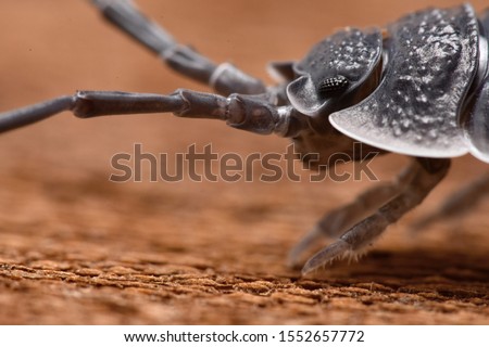 Big Wood louse, Porcellio flavoscinctus in nature