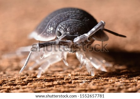 Big Wood louse, Porcellio flavoscinctus in nature