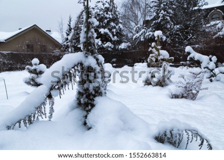 Snowy cottage garden. Cottage backyard  with  snowbanks of white snow and snowy pine trees.Gardening.