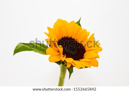 Beautiful sunflower with leaves isolated on white
