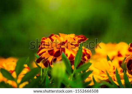 Close-up flowers of a marigold on a sunny day outdoors.