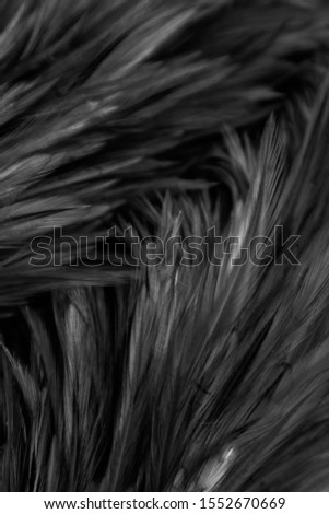 Beautiful abstract white gray brown and gray feathers on dark background and colorful soft brown white feather texture on white pattern
