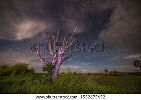 night photo of a tree in the everglades, clouds and stars