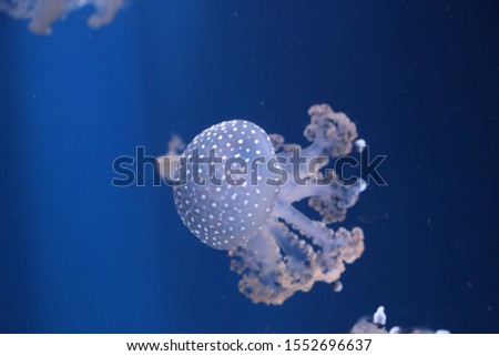 Mottled jellyfish swim in the big sea