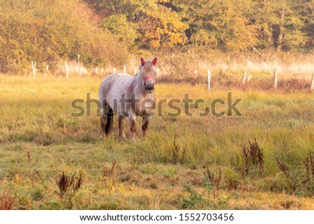 Horse with visual protection stands on a meadow