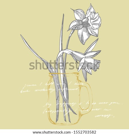 Daffodil or Narcissus flower drawings. Collection of hand drawn black and white daffodil. Hand Drawn Botanical Illustrations. Handwritten abstract text