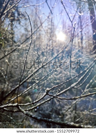First snow on branches in morning sun 