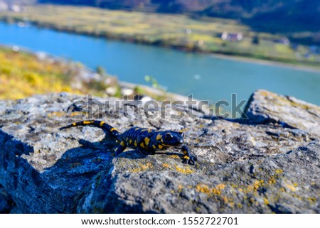 fire salamander nearcastle hinterhaus, spitz, austria