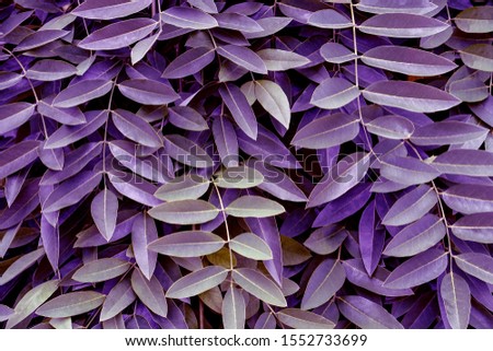 Purple leaves background. Photo nature texture