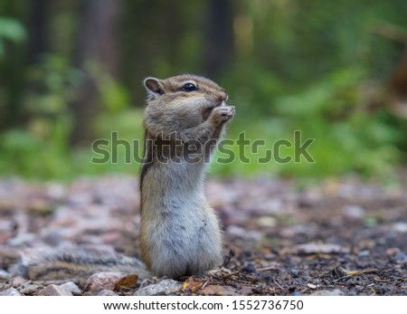 cute young Chipmunk sitting in the grass in the forest