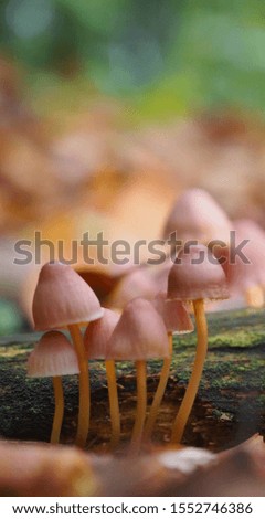 beautiful closeup of forest mushrooms in grass, autumn season. little fresh mushrooms, growing in Autumn Forest. mushrooms and leafs in forest. Mushroom picking concept.