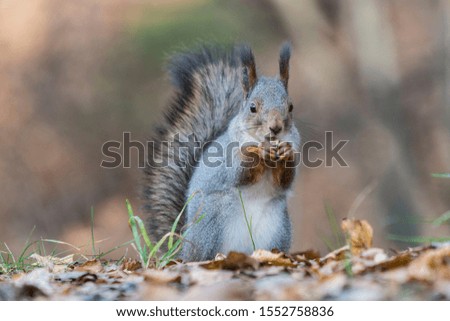 wild squirrel portrait in autumn forest