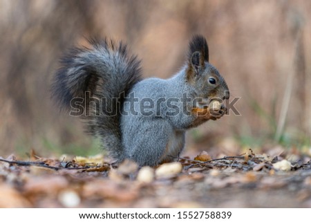 wild squirrel portrait in autumn forest