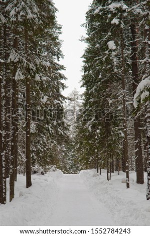 Winter pine forest with a road. The prospect goes into the distance.