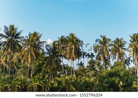 Many coconut trees that farmers grow to keep produce for sale.