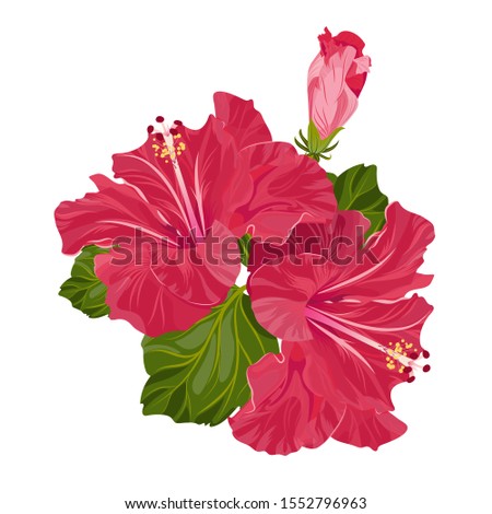Red hibiscus flowers isolated on a white background. Herbal teas. Exotic flowers. Vector stock illustration.