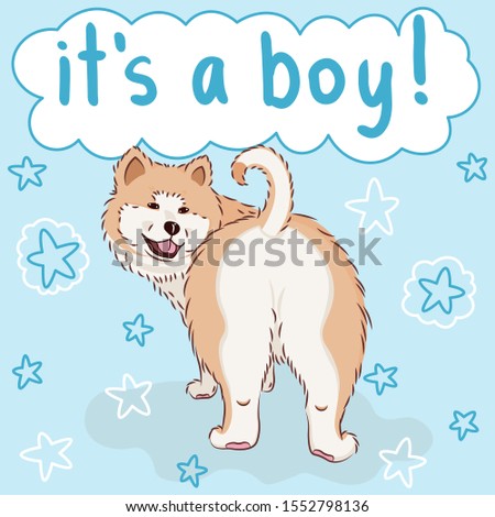 baby it's a boy greeting card with furry cute cartoon dog, funny pet akita on blue background with stars, editable vector illustration for decoration, banner or poster