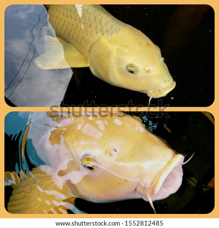 Two pictures of fancy carp fish, Yamabuki Ogon, it is swimming in the pond and breathing air over water surface. Phrae Thailand.