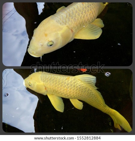 Two pictures of fancy carp fish, Yamabuki Ogon, it is swimming in the pond. Phrae Thailand.