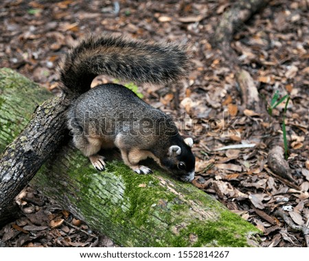 Sherman's Fox Squirrel sitting on a branch and enjoying its surrounding and environment with a nice background while exposing its body,head, eye, ears, nose, paws.