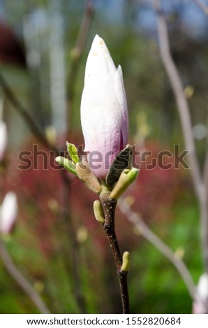 Bud by tender magnolia in a spring park