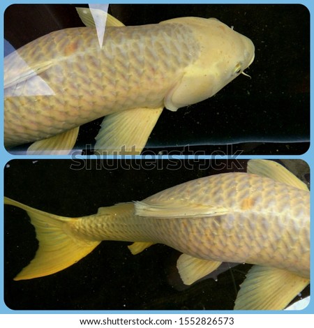 Two pictures of fancy carp fish, head, body and tail of Yamabuki Ogon, it is swimming in the pond. Phrae Thailand.