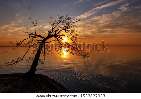 Lake Garda at sunset with a silhouette of a bare tree. Lazise, Verona Province, Veneto, Italy, Europe
