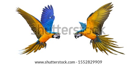 Colorful flying parrot isolated on white background. Royalty-Free Stock Photo #1552829909