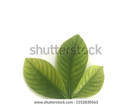 Closeup green leaf isolated on white background