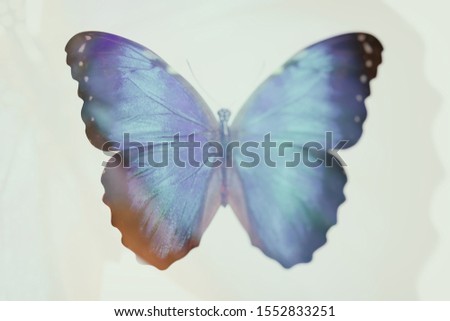 blurred abstract butterfly. double exposure. 