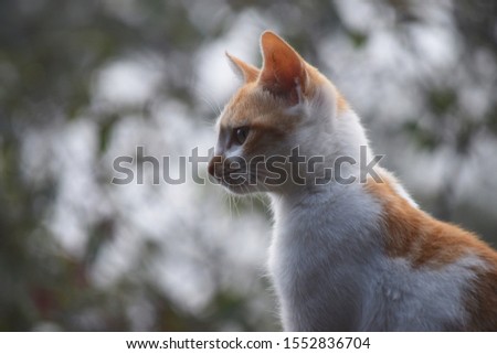 Cute brown with white cat, looking up