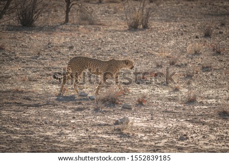 Cheetah from Etosha park in Namibia