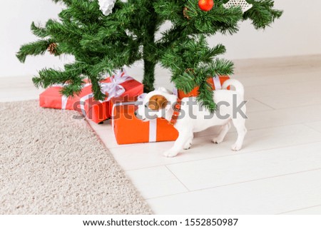 dog jack russel under a Christmas tree with gifts celebrating Christmas