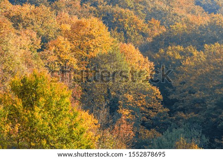 Autumn Forest Colorful Trees and Leafs, Background Autumn Trees, Autumn Texture Pattern 