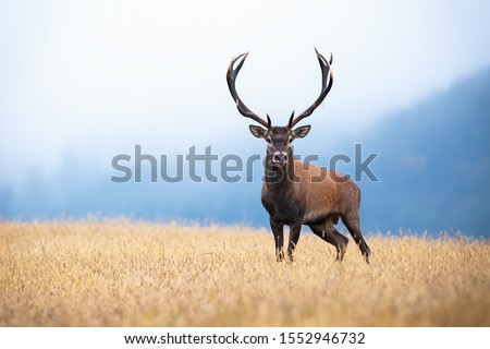 A beautiful red deer, cervus elaphus, stag on the meadow surrounded by the mountains hidden in the mist. A mysterious cervid showing its dominance in the misty morning. Foggy atmosphere with mammal. Royalty-Free Stock Photo #1552946732