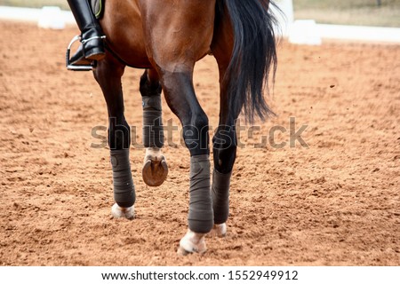 Close up of sport dressage horse legs running Royalty-Free Stock Photo #1552949912