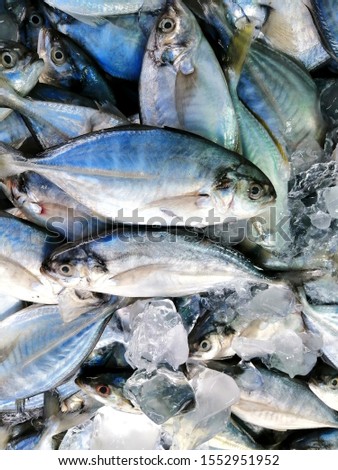 Fresh fishes in a Local​ market