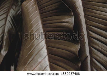 banana leaf, tropical dark green large foliage