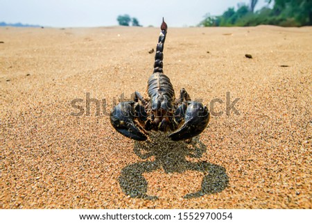 The black scorpion in the desert
