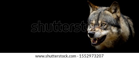 Grey wolf with a black background