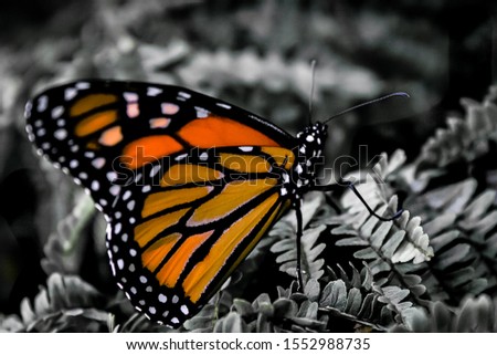 photograph of a monarch butterfly on a fern, background with textures and high contrast in black and white, highlighting only the intense colors of the butterfly's wings ...