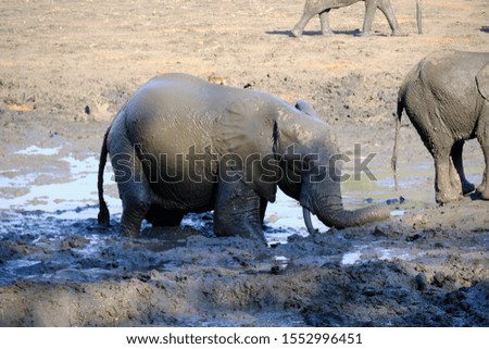 Elephants in Mana Pools National Park, Zimbabwe