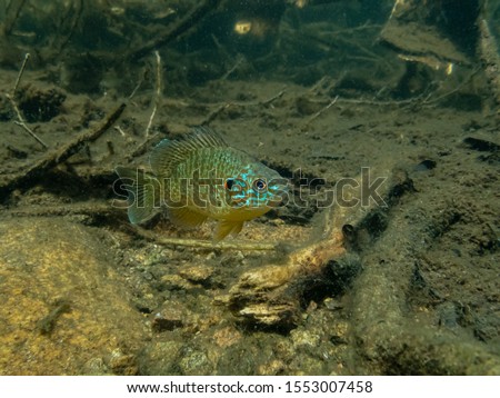 Pumpkinseed sunfish swimming wild in a lake in north Quebec, Canada.