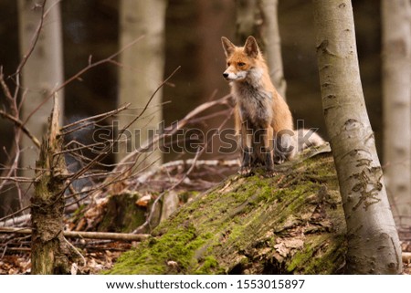 
Red fox(Vulpes vulpes) on uprooted tree, wildlife scenery