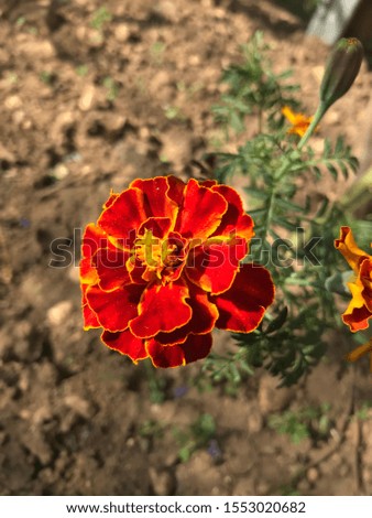 Flower red and orange with brown ground