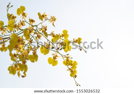 Yellow orchid Cute small flowers The bouquet of flowers is called Oncidium sphaeclatum. The focus of the soft background is blurred from the white color of the day time sky.