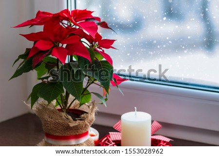 Red poinsettia, a traditional Christmas flower in the winter window. Copy space. Royalty-Free Stock Photo #1553028962