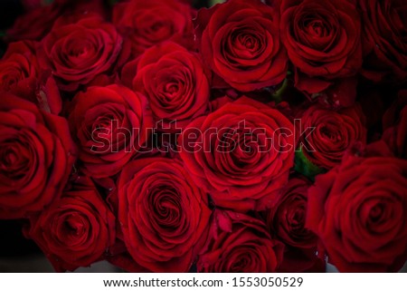 Red rose composition for san valentine day, romance, girl